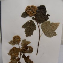 Physocarpus capitatus