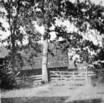 Tree, first Ledgerwood slaughter house