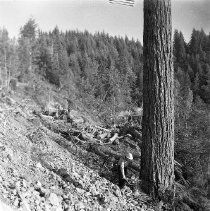 Logging, Douglas County, OR