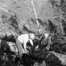 Logging, Douglas County, OR