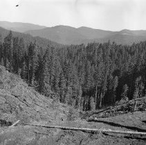 Hillside after logging