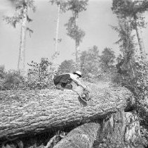 A bucker sawing a log