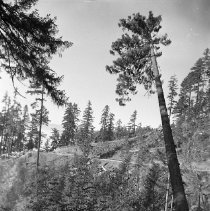 Faller falling a tree