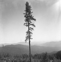 High climber climbing tree.