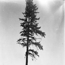 Logger climbing tree