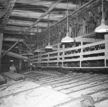 Lumber on circular chain saw