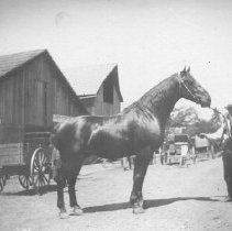 WM. Burchard with Brigham Wade's horse