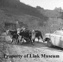 Cows And Calves In Roadway
