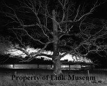 Giant Oak, Max Meadows, Virginia