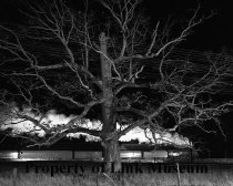 Train No. 17 Moving West At Max Meadows