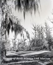 Spanish Moss