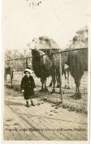 Sue Cassell Stevens & Bactrian Camels