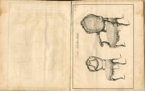 Design Book of Gustavus Sedon