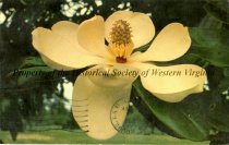 Postcard of a Magnolia Flower
