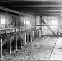 Interior of Charles Bucher's livestock barn, Harleysville, circa 1913