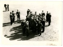 Group of WASP in a field