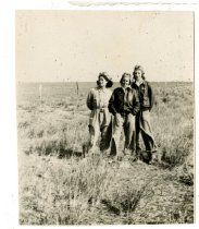 Three WASP in a field