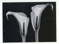Calla Lily F320 solargraphic radiography photo greeting card