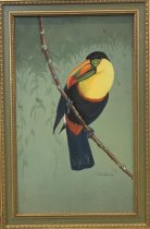Toucan
