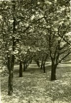 Japanese Cherries in Bloom  1936