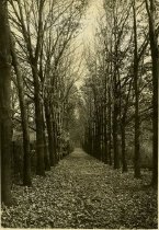 Oak Avenue in Winter  1936