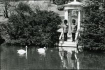 Presentation of Swans  1982