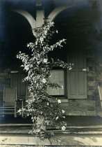 Allamanda on Compton Porch  1909