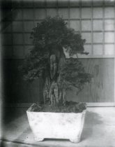 Bonsai in Japanese Tea House