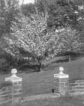Flowering Plum Trees at Hill Fountain in English Park
