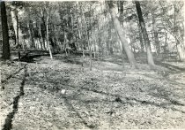 Wissahickon Woods  1933
