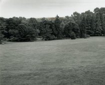 The Trees of English Park  1992