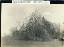Weeping European Beech  1933