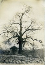 Chestnut Tree ca 1910