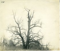 Chestnut Tree in Rose Garden