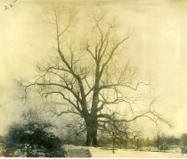 Chestnut Tree in Rose Garden