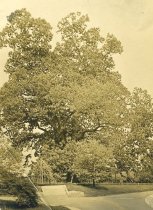 Chestnut Tree in Rose Garden