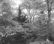 Spring Scene with Azaleas Near the Log Cabin