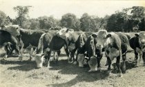 Beef Cattle, Hereford Cows in Meadow  bef 1920