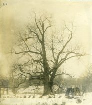 Chestnut Tree in Formal Garden ca 1913