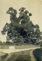Chestnut Tree in Formal Garden ca 1911