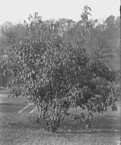 Trees at Compton: Viburnum willsonii