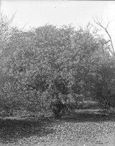 Zanthoxylum bungei  1900-1915