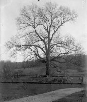 Chestnut Tree in Formal Garden ca 1908