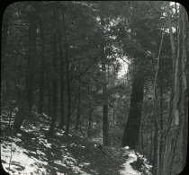 Woods Near Wissahickon Creek