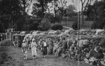Newspaper Clippings: Spring Comes to the Morris Arboretum  1933