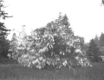 Princeton, NJ: Trees & Gardens of Allan Marquant  1928