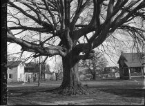 Big Beech, Glenolden, PA  1923