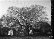 Big Beech, Glenolden, PA  1923