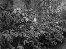 Effingham B. Morris House and Garden  1920