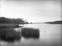 Reeds along the South Shore of the Shark River  Wed., August 26, 1920